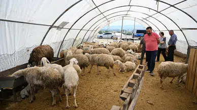 Kurban Bayramı'nda satış yapamayan üreticilere ESK'dan alım desteği!