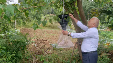 Beşikdüzü’nde Kahverengi Kokarca Zararlısına Karşı Feromon Tuzaklarıyla Mücadele