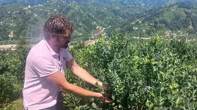Köyüne dönen peyzaj mimarı, likapa yetiştiriciliğiyle Rize'de tarıma yöneldi