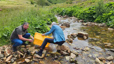 Trabzon'da Orman İçme Sularına 15 Bin Kırmızı Benekli Alabalık Yavrusu Bırakıldı