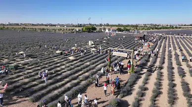 Konya’da Dördüncü Lavanta Festivali Coşkuyla Başladı