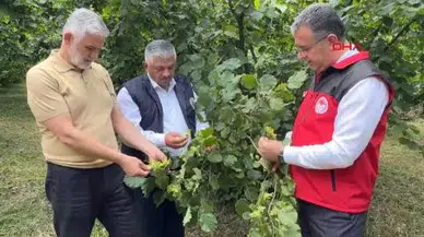 Ordu'da fındık rekolte tespit çalışmaları başladı, 400 noktada inceleme sürüyor.