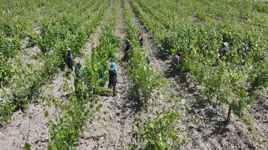 Erbaa Narince Bağ Yaprağından 2 Milyar Liralık Gelir Hedefleniyor