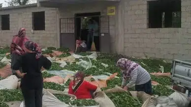 Çayda Kalite Tartışması: Üreticiler Şikâyetçi