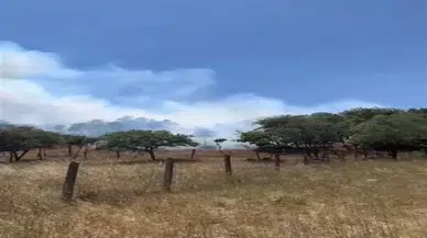 Silivri'de Orman Yangını Kontrol Altına Alındı, 1 Kişi Gözaltında