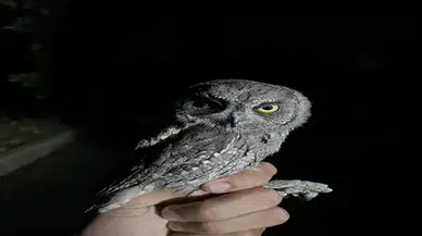 Ankara'da yaralı bulunan ishak kuşu tedavi edilip doğaya salındı