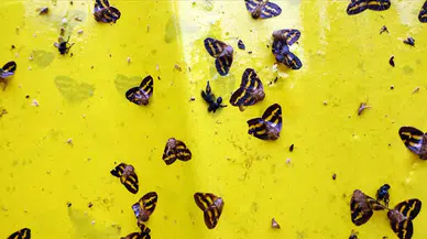 Vampir Kelebek Nedir? Nasıl Yok Edilir? İnsanlara Zararı Var mı?