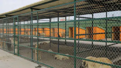 Isparta’da Hayvan Barınağı İçin 15 Daimi İşçi Alımı Yapılacak