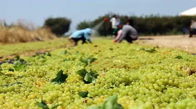 Turgutlu'da sultani üzüm hasadı başladı, verim don nedeniyle düşük kaldı