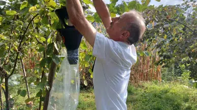 Arsin’de Kahverengi Kokarca Mücadelesi Kararlılıkla Sürüyor