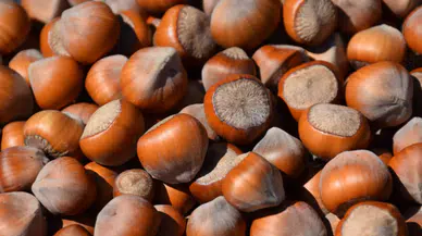 24 Ağustos 2025 Fındık Fiyatları Açıklandı: İşte İller İtibariyle Güncel Fiyatlar