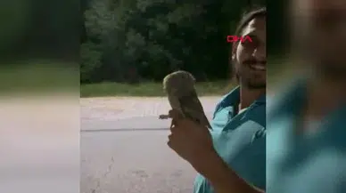 Tedavi edilen yaralı baykuş, doğaya geri döndü