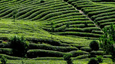 Çay Üreticilerine Müjde: Dekar Başına Destek 465 TL’ye Yükseltildi