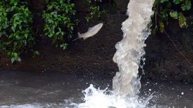 Selin vurduğu tesiste alabalıkların oksijen mücadelesi