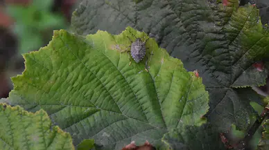 Tarımın Sessiz Kahramanları: Of’ta Kahverengi Kokarca Operasyonu Başladı