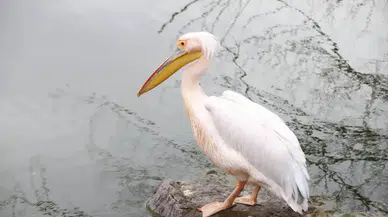 Helvadere Göleti'nde Nadir Pelikan İlgi Odağı: Doğa Tutkunları Akın Ediyor