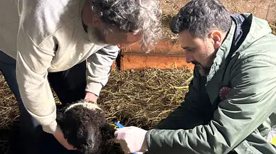 Trabzon’da Küçükbaş Hayvanlara Sağlık Taraması: Aşılama ve Küpeleme Çalışmaları Sürüyor