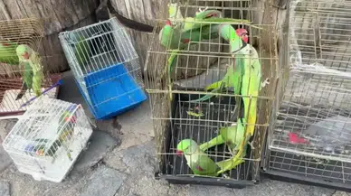 İstanbul'daki Petshop Denetimlerinde 39 Papağan Ele Geçirildi!