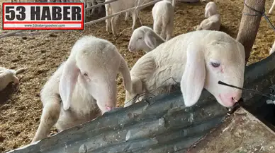 Kurbanlık Alım-Satım Hareketliliği: Fiyatların Artışı Göze Çarpıyor