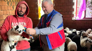 Sürmene’de Kuzulara Aşılama ve Küpeleme Çalışmaları Aralıksız Sürüyor