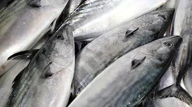 Balık Avında Yasağın Başlangıcı ve Sona Ereceği Tarih Belli Oldu!