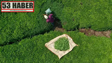 ÇAYKUR'da geçici işçiler sözleşmeli personel olabilecek