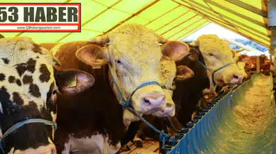Kurban Bayramı'nda 3,3 Milyon Kurban Kesimi Tahmin Ediliyor!