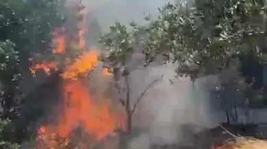 Bursa'da Orman Yangını Korkutucu Hızda Büyüyerek Paniğe Neden Oldu!