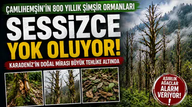 Çamlıhemşin'in Asırlık Şimşir Ormanları Yok Oluyor! Bilim İnsanlarından Acil Koruma Çağrısı
