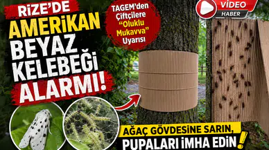 Rize'de Amerikan Beyaz Kelebeği Alarmı! TAGEM'den Çiftçilere "Oluklu Mukavva" Uyarısı