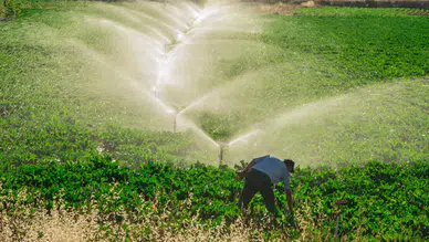 Aydıntepe Erikdibi Göleti Sulama İnşaatı Sürüyor
