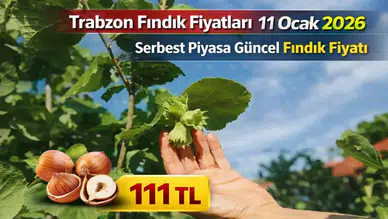 Trabzon fındık fiyatları - 11 Ocak 2026 serbest piyasa güncel fındık fiyatı