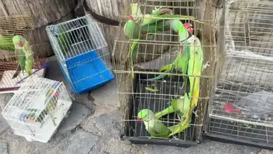 İstanbul'daki Petshop Denetimlerinde 39 Papağan Ele Geçirildi!