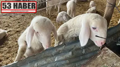 Kurbanlık Alım-Satım Hareketliliği: Fiyatların Artışı Göze Çarpıyor