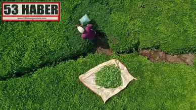 ÇAYKUR'da geçici işçiler sözleşmeli personel olabilecek