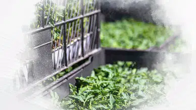 Hibeli Sebze Fidesi Başvurusunda Yüzde 50 Destek Dönemi Başladı!