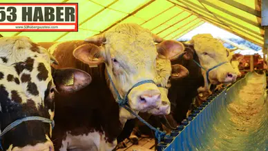 Kurban Bayramı'nda 3,3 Milyon Kurban Kesimi Tahmin Ediliyor!