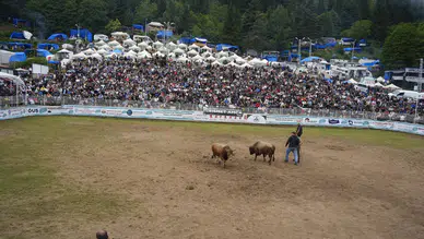 Artvin Boğa Güreşleri Festivali'nde İlk Şampiyon Belli Oldu: Gudi Zirveye Çıktı