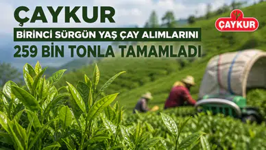 ÇAYKUR Birinci Sürgün Yaş Çay Alımlarını 259 Bin Tonla Tamamladı