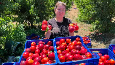 Tarlada 15 Lira, Tezgahda 100 Lira: Aracıların Kazancı ve Farklılıklar!