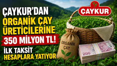 ÇAYKUR’dan Organik Çay Üreticilerine 350 Milyon TL! İlk Taksit Hesaplara Yatıyor
