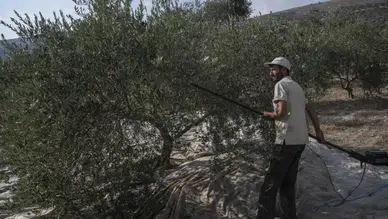 İsrail ordusuna Fransa'da savaş suçu şikâyeti: Lübnan'daki asırlık zeytin ağaçları söküldü