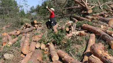 İkizdere’de Gençleştirme Adı Altında Yapılan Ağaç Kesimleri Tepki Topluyor