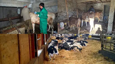 Trabzon’da Şap Aşılama Kampanyası Başarıyla Tamamlandı