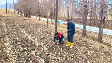 Bayburt’ta Salep Üretimi Yerinde İncelendi