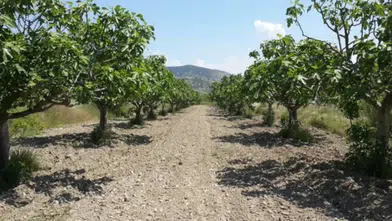 Ağaçlar sökülecek