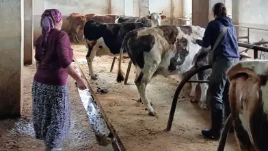 Trabzon'da Hayvan Sağlığı İçin Sürekli Mücadele ve Denetim Faaliyetleri Devam Ediyor