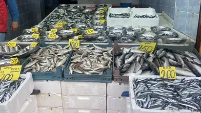 Taze Hamsi Satışıyla Balık Pazarında Fiyatlar Düşmeye Başladı!