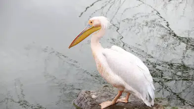 Helvadere Göleti'nde Nadir Pelikan İlgi Odağı: Doğa Tutkunları Akın Ediyor