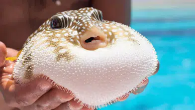 Balon balığı avcılığına teşvik: 50 milyonluk yayılım durduruldu